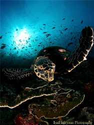 Turtle in Komodo style by Iyad Suleyman 